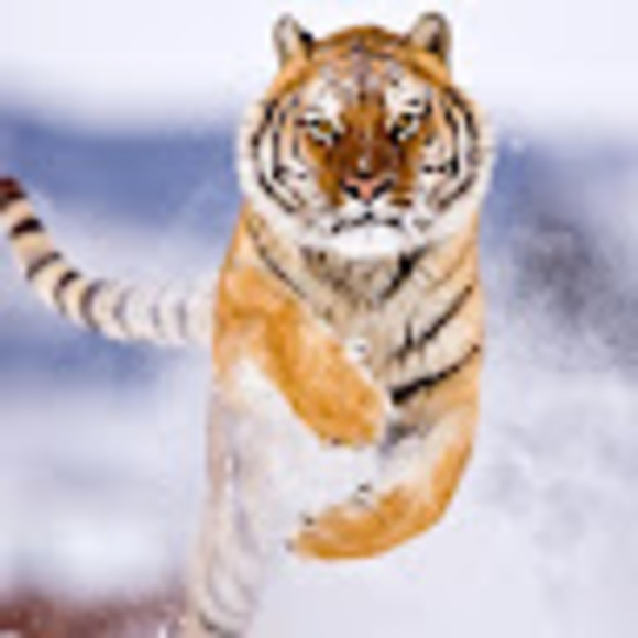 Meet your Posher, Roxanne - Picture 1 of 1